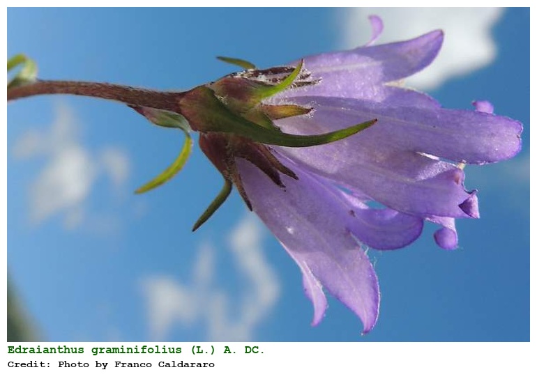 Edraianthus graminifolius (L.) A. DC.